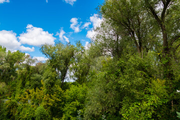 Obraz premium Forest canopy in Mako near the river Maros