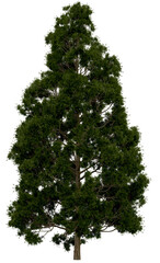 3d rendering of  Cryptomeria Japonica PNG vegetation tree for compositing or architectural use. No Backround. 