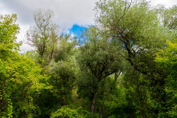 Fototapeta na wymiar Forest canopy in Mako near the river Maros