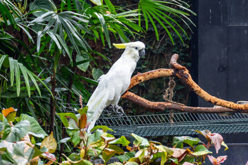 Citron-crested cockatoo on a branch