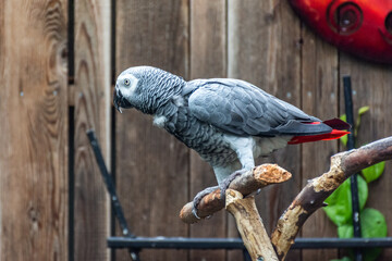 African grey parrot on a branch