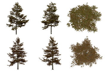 3d rendering of  Larix Decidua PNG vegetation tree for compositing or architectural use. No Backround. 