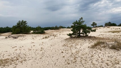 Wild sand dune in the National Park in Leba, Poland - obrazy, fototapety, plakaty