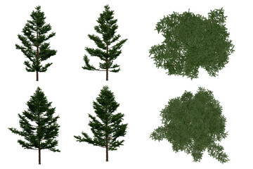 3d rendering of  Larix Kaempferi PNG vegetation tree for compositing or architectural use. No Backround. 