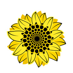 Botanical floral illustration, wild meadow Sunflower isolated on white background for card template, for book, cover, banner.