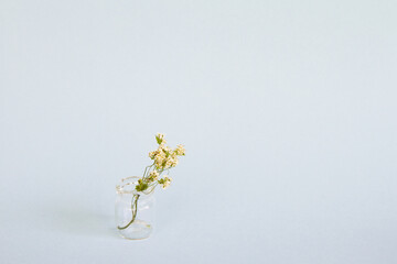 Tiny dried flowers in a small glass vase against a blue background; Small white dried flowers placed in a small glass jar