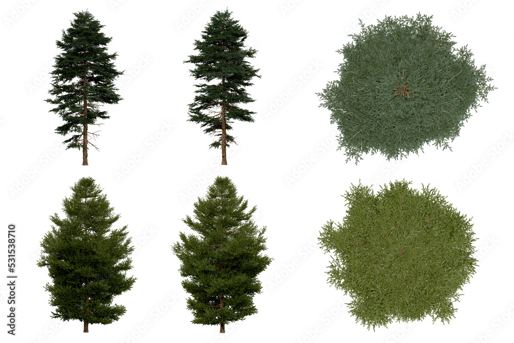 Wall mural 3d rendering of picea rubens png vegetation tree for compositing or architectural use. no backround.