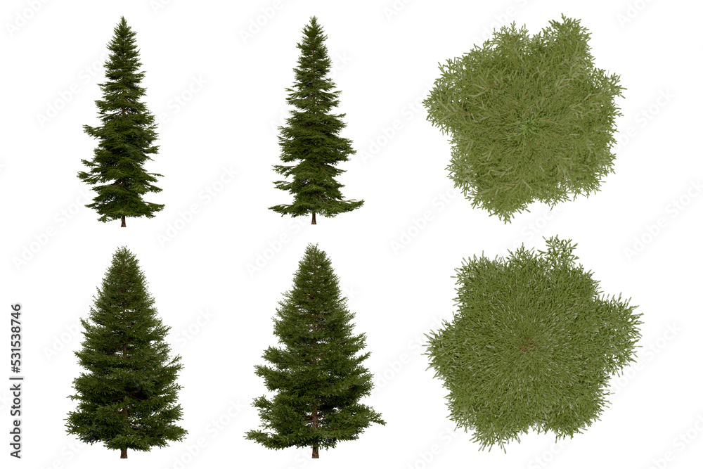 Wall mural 3d rendering of picea rubens png vegetation tree for compositing or architectural use. no backround.