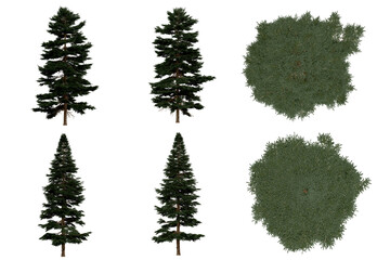 3d rendering of  Picea Rubens PNG vegetation tree for compositing or architectural use. No Backround. 