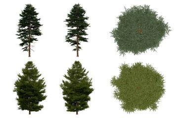 3d rendering of  Picea Rubens PNG vegetation tree for compositing or architectural use. No Backround. 
