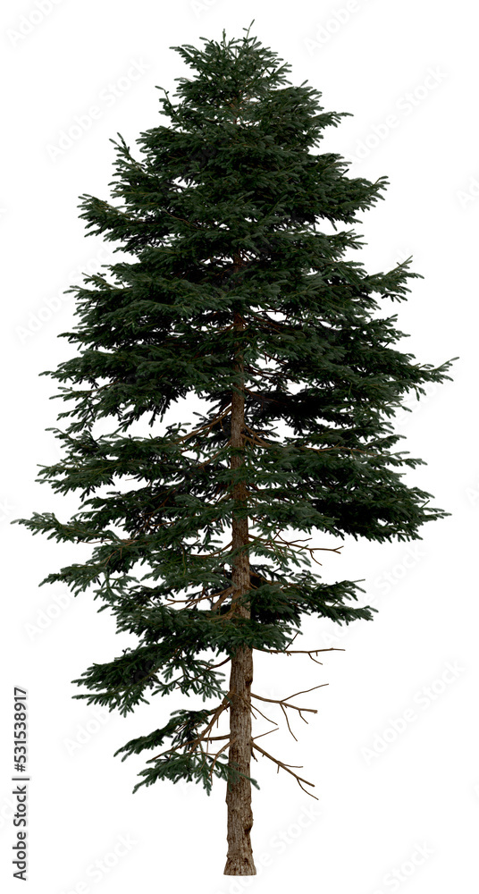 Wall mural 3d rendering of picea rubens png vegetation tree for compositing or architectural use. no backround.