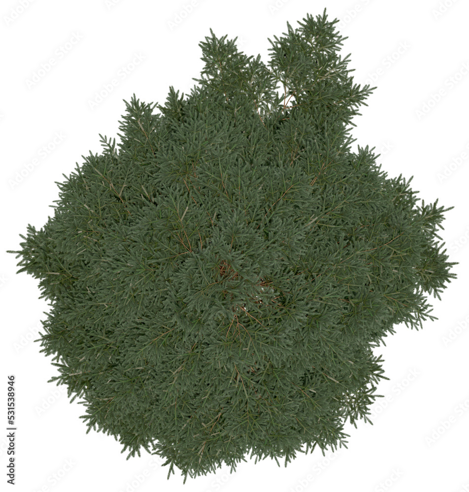 Wall mural 3d rendering of picea rubens png vegetation tree for compositing or architectural use. no backround.