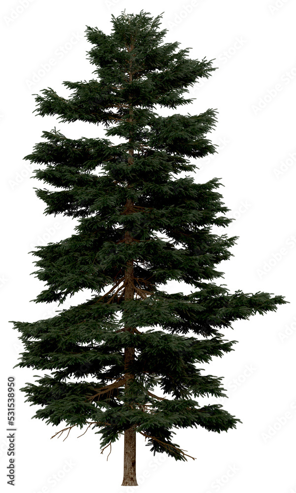 Wall mural 3d rendering of picea rubens png vegetation tree for compositing or architectural use. no backround.