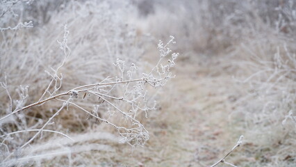 grass covered with frost in the first autumn frosts, abstract natural background. green leaves of plants covered with frost, top view. Late autumn, the concept of frost.