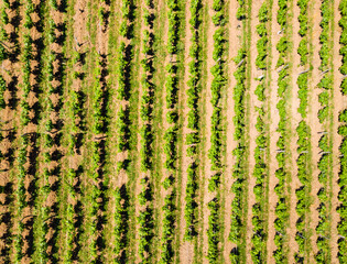 Aerial view. Green vineyards in France
