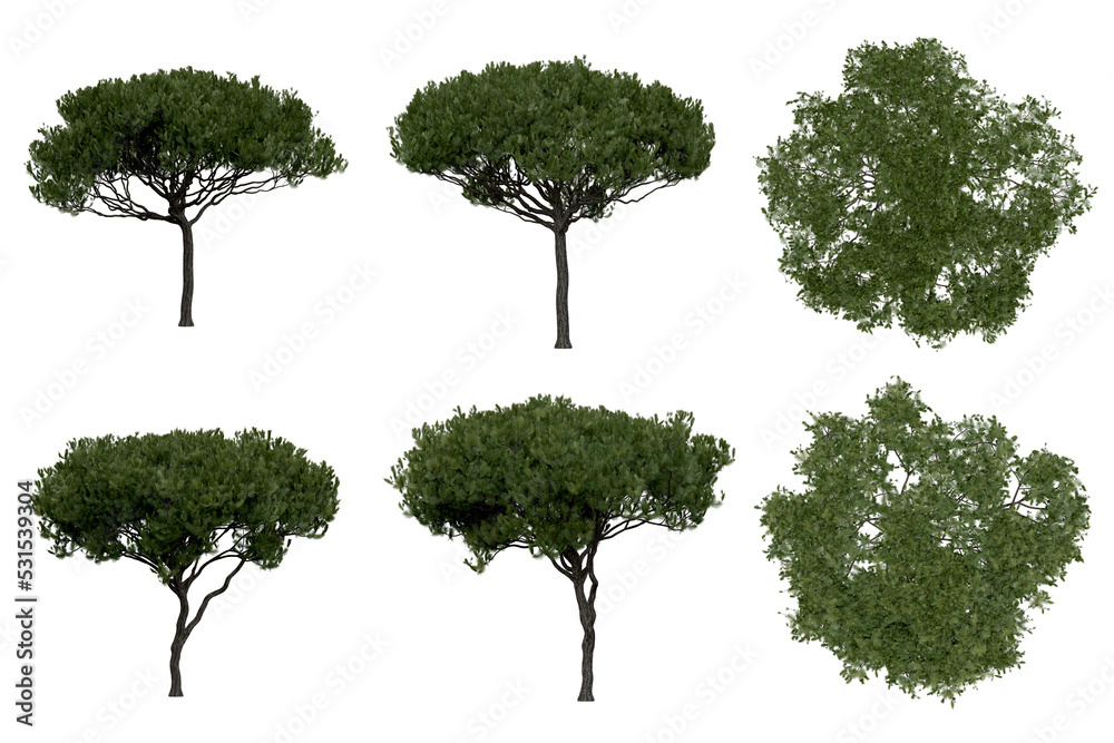 Wall mural 3d rendering of pinus picea png vegetation tree for compositing or architectural use. no backround.