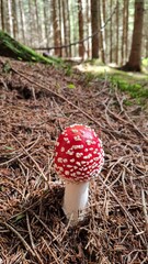 Close-up of  Amanita muscaria - fly agaric mushroom in the forest