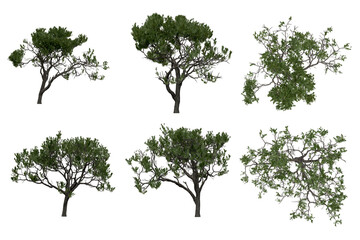 3d rendering of  Pinus Picea PNG vegetation tree for compositing or architectural use. No Backround. 