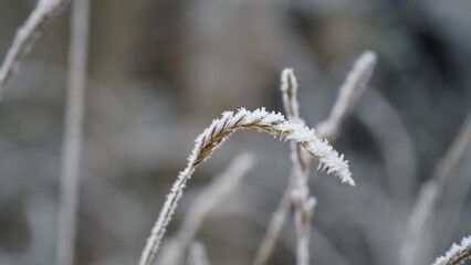 grass covered with frost in the first autumn frosts, abstract natural background. green leaves of plants covered with frost, top view. Late autumn, the concept of frost.