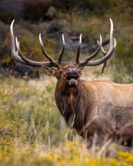 Naklejka na ściany i meble Bull Rocky Mountain elk (cervus canadensis) bugling during the fall elk rut at Rocky Mountain National Park, Colorado USA 