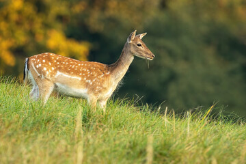 Fallow deer, dama dama, doe looking aside on a meadow with green grass in autumn at sunrise. Female wild mammal with brown spotted fur from side view with copy space.