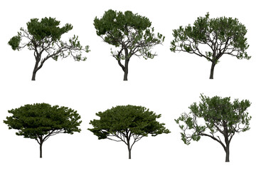 3d rendering of  Pinus Picea PNG vegetation tree for compositing or architectural use. No Backround. 