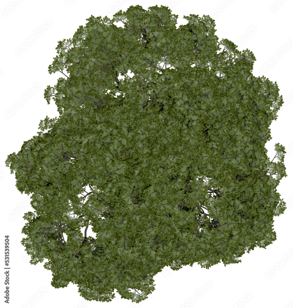 Wall mural 3d rendering of pinus picea png vegetation tree for compositing or architectural use. no backround.