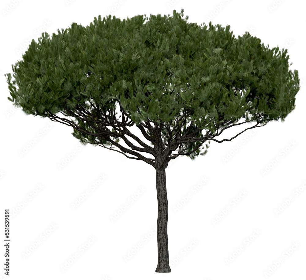 Wall mural 3d rendering of pinus picea png vegetation tree for compositing or architectural use. no backround.
