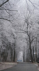 Beautiful autumn foggy landscape with country road. Autumn foggy morning and hoarfrost on the grass in a picturesque forest.