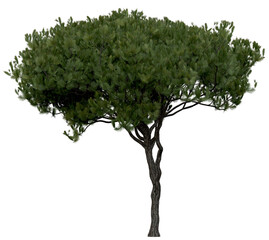 Fototapeta premium 3d rendering of Pinus Picea PNG vegetation tree for compositing or architectural use. No Backround. 