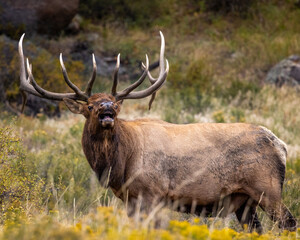 Bull Rocky Mountain elk (cervus canadensis) bugling during the fall elk rut at Rocky Mountain National Park, Colorado USA