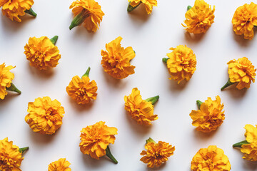 Marigold flowers pattern on white background, holiday decoration, orange marigolds flat lay