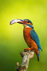 Male common kingfisher, alcedo atthis, holding large fish in a beak in summer nature. Colorful bird perched on a branch with vivid green background in vertical composition. Animal wildlife.