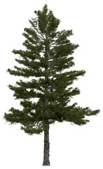 3d rendering of  Pinus Strobus PNG vegetation tree for compositing or architectural use. No Backround. 