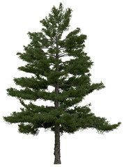 3d rendering of  Pinus Strobus PNG vegetation tree for compositing or architectural use. No Backround. 