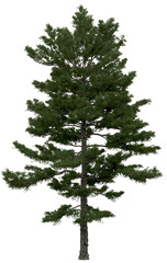 3d rendering of  Pinus Strobus PNG vegetation tree for compositing or architectural use. No Backround. 