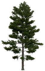 3d rendering of  Pinus Strobus PNG vegetation tree for compositing or architectural use. No Backround. 