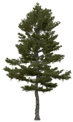 3d rendering of  Pinus Strobus PNG vegetation tree for compositing or architectural use. No Backround. 