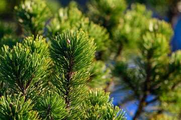 Spruce branch illuminated by sunlight