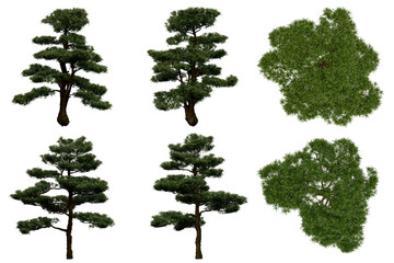 3d rendering of  Podocarpus Macrophyllus PNG vegetation tree for compositing or architectural use. No Backround. 