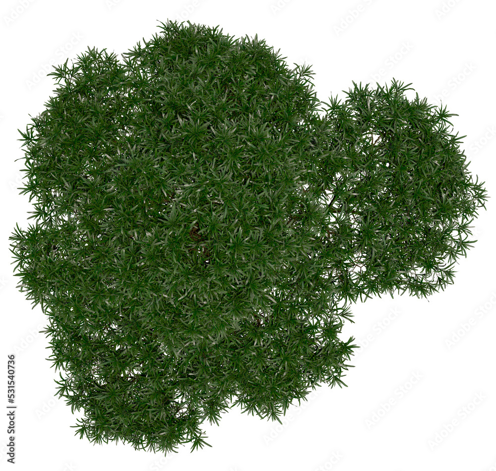 Wall mural 3d rendering of podocarpus macrophyllus png vegetation tree for compositing or architectural use. no