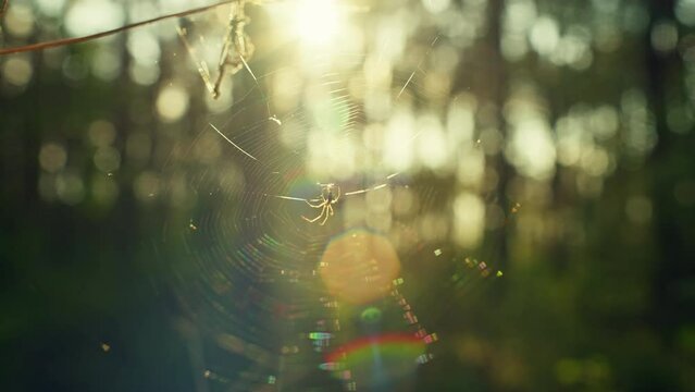 A spider spins a web at sunset. The life of insects in the wild nature of the forest. Slow motion video. High quality 4k footage