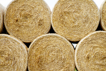 Freshly baled hay stacked in rows; golden large round hay bales stacked in rows