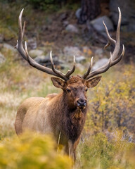 Bull Rocky Mountain elk (cervus canadensis) standing facing head on while observing his harem during the fall elk rut at Rocky Mountain National Park Colorado, USA 