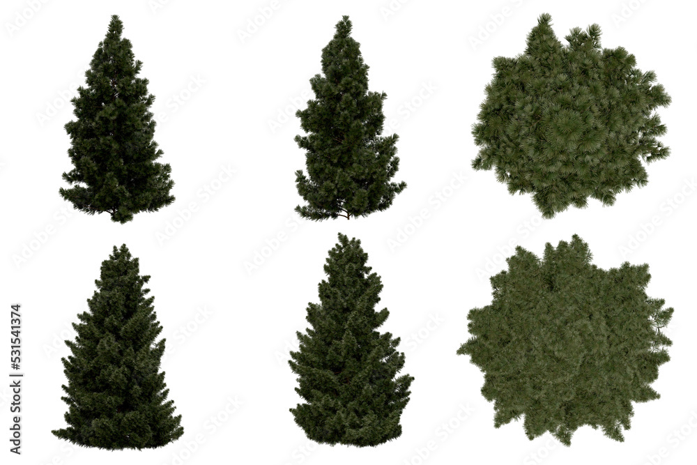 Wall mural 3d rendering of sciadopitys verticillata png vegetation tree for compositing or architectural use. n