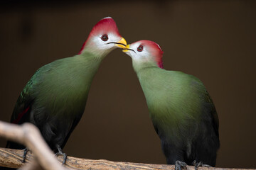 casal de Turaco