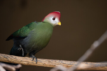 turaco