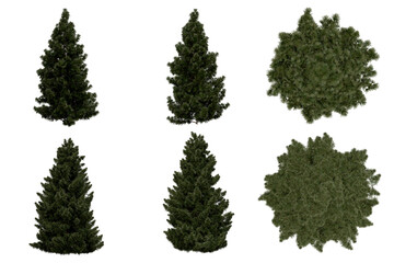 3d rendering of  Sciadopitys Verticillata PNG vegetation tree for compositing or architectural use. No Backround. 