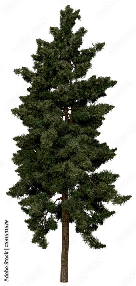 Wall mural 3d rendering of sciadopitys verticillata png vegetation tree for compositing or architectural use. n