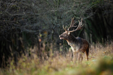 Fallow deer, dama dama, stag roaring on a meadow in autumn with copy space. Antlered ruminant calling with open mouth in mating season. Animal wildlife in forest.